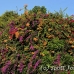 sanur_h_0038_bal4179.jpg